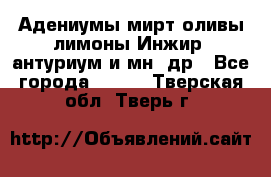 Адениумы,мирт,оливы,лимоны,Инжир, антуриум и мн .др - Все города  »    . Тверская обл.,Тверь г.